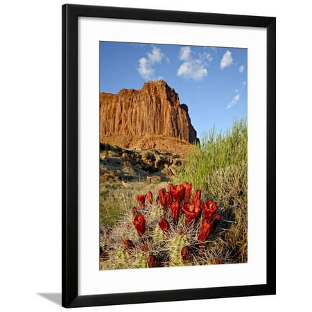 Claretcup Cactus (Echinocereus Triglochidiatus) and Butte, Canyon Country, Utah, USA Framed Print Wall Art By James Hager