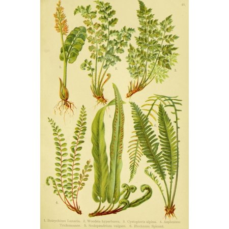 Alpen-Flora f r Touristen 1904 Botrychium et al Stretched Canvas - Hermann Friese (18 x 24)