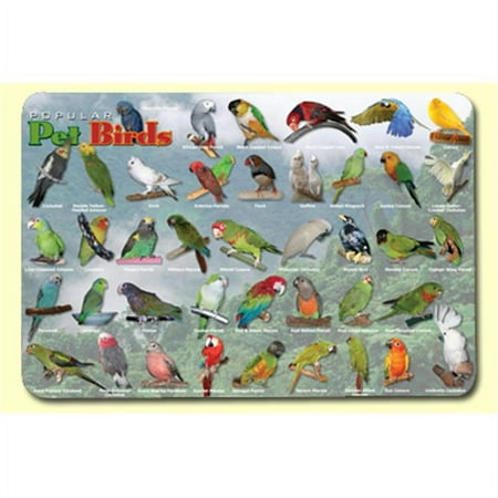 Painless Learning Popular Birds Placemat