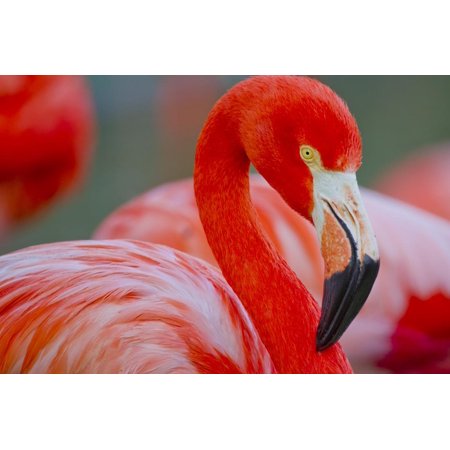 Flamingo Print Wall Art By Dennis Goodman