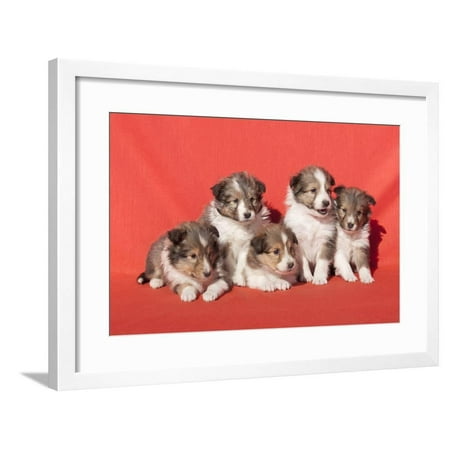 Shetland Sheepdog puppies Framed Print Wall Art By Zandria Muench Beraldo