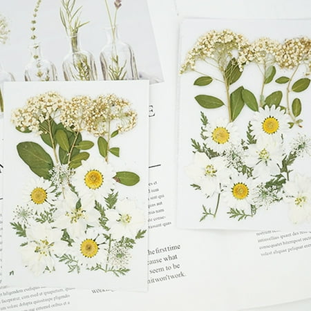 Tiitstoy Natural Dried Flowers Combination Diy Dry Flower Decorative for Crafts Jewelry
Tiitstoy Natural Dried Flowers Combination Diy Dry Flower Decorative for Crafts Jewelry