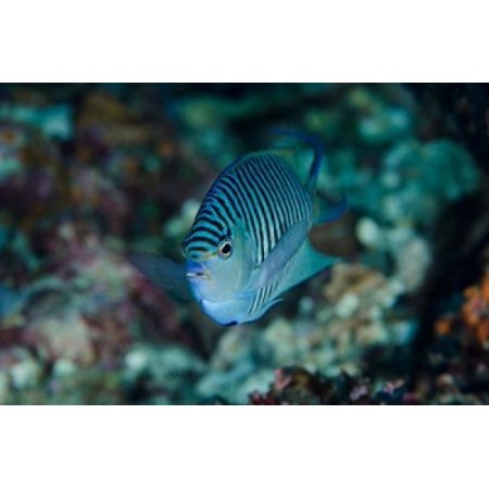 Bay Close-up of angelfish Canvas Art - Jaynes Gallery DanitaDelimont (36 x 24)