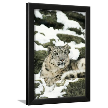 Snow Leopard Framed Print Wall Art