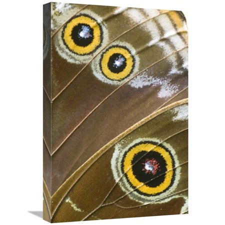 16 x 24 in. Blue Morpho Butterfly Wing with False Eyespots, Ecuador Art Print - Steve Gettle