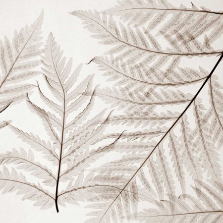 Ferns I Poster Print by Steven N. Meyers (24 x 24)