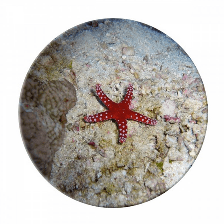 Ocean Water Starfish Nature Picture Plate Decorative Porcelain Salver Tableware Dinner Dish
Ocean Water Starfish Nature Picture Plate Decorative Porcelain Salver Tableware Dinner Dish