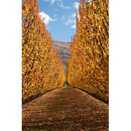 Posterazzi PDDAU02DWA4040 Autumn Orchard Roxburgh South Island New Zealand Poster Print by David Wall - 23 x 34 in.
