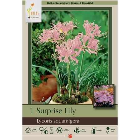 Naked Lady Pink Magic Lily Bulb- Lycoris squamigera- Fall Blooming-12/14cm Bulbs