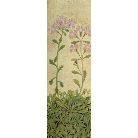 Alpine Flora 1911 Erinus Alpinus Poster Print by Philippe Robert