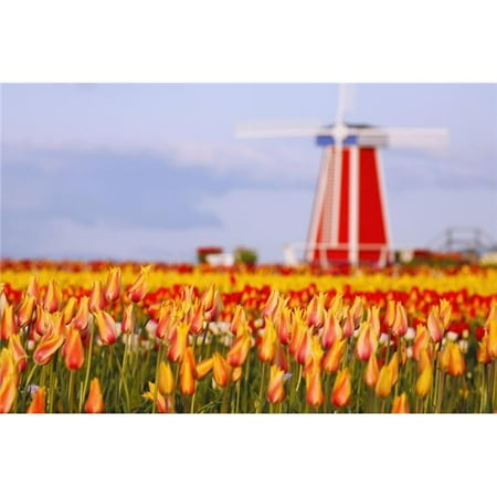 Posterazzi DPI1875892 Woodburn, Oregon, United States of America - A Field of Tulips & A Windmill At Wooden Shoe Tulip Farm Poster Print, 19 x 12