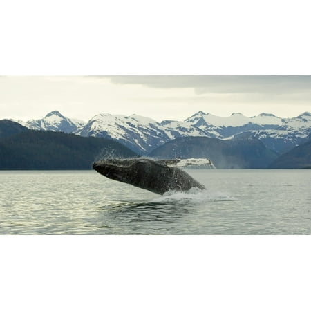 Humpback Whale Breaches Near Glacier Bay National Park Alaska Canvas Art - Nick Jans Design Pics (42 x 22)