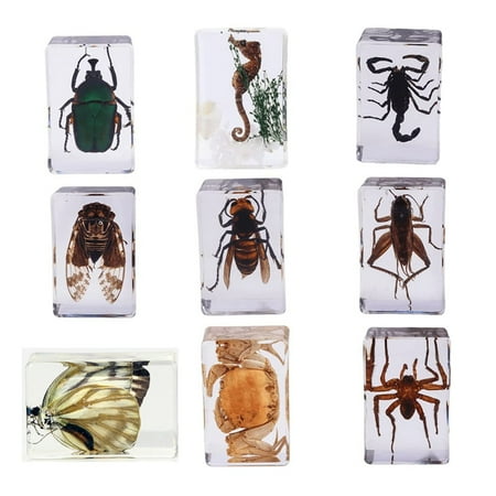 9PCS Insect Set Cricket Wasp Cicada Butterfly Spider Science Teaching