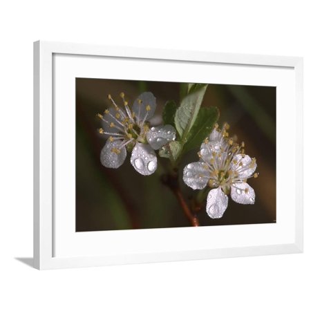 Flower Framed Print Wall Art By Gordon Semmens