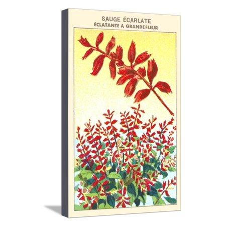 Sauge Ecarlate Eclatante A Grande Fleur Stretched Canvas Print Wall Art