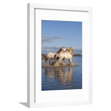 Camargue Horses, Stallions Fighting in the Water, Bouches Du Rhone, Provence, France, Europe Framed Print Wall Art By Gabrielle and Michel Therin-Weise