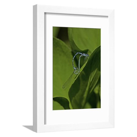 Damselfly - Mating Framed Print Wall Art By Paul Starosta