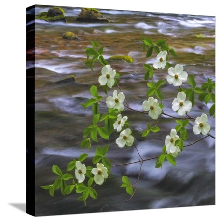 Washington, Gifford Pinchot NF. Pacific Dogwood over Panther Creek Stretched Canvas Print Wall Art By Don Paulson