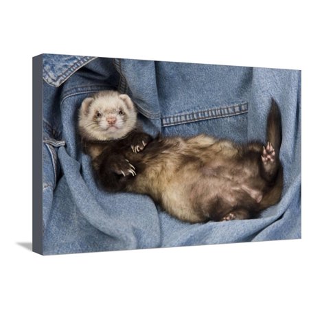 Ferret Sable Colouring Lying on Back Stretched Canvas Print Wall Art