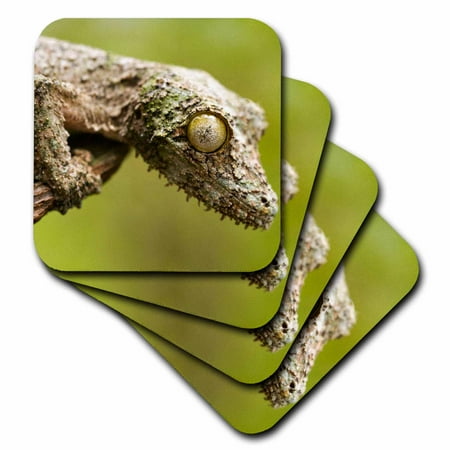 3dRose Mossy leaf-tailed gecko on a piece of bark in eastern Madagascar. Soft Coasters set of 8
3dRose Mossy leaf-tailed gecko on a piece of bark in eastern Madagascar. Soft Coasters set of 8