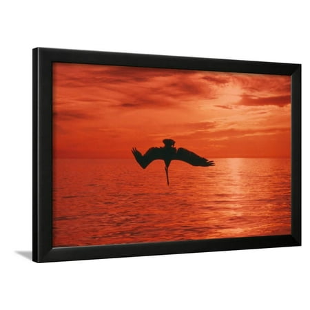 Brown Pelican Diving for Fish, Sunset Framed Print Wall Art