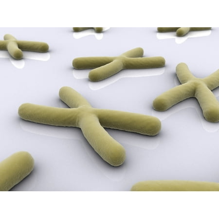 Conceptual image of chromosome Stretched Canvas - Stocktrek Images (33 x 25)