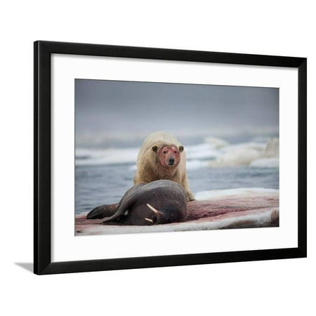 Polar Bear Feeding on Walrus, Hudson Bay, Nunavut, Canada Framed Print Wall Art By Paul Souders