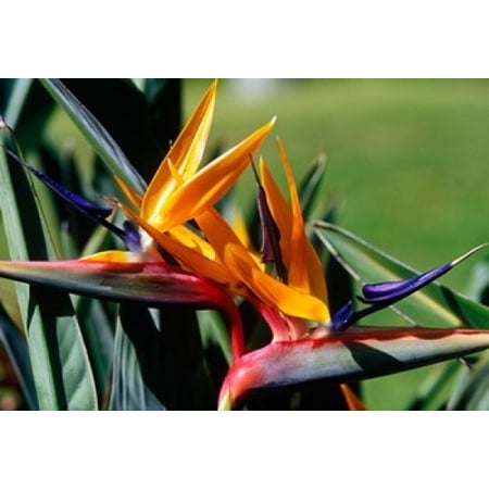Bird of Paradise in Bermuda Botanical Gardens Caribbean Poster Print by Greg Johnston