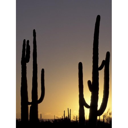 Saguaro Cacti, Organ Pipe National Monument, Arizona, USA Print Wall Art By William Sutton