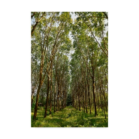 Trademark Fine Art 'Rubber Trees In Color' Canvas Art by American School
