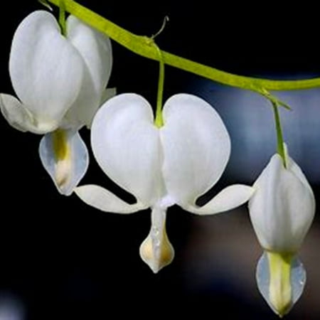 Mixed Blutende Herzen Bulbs Indoor Decoration Outdoor Garden Planting Cut Flowers Perennial Plants Planted In Spring And Autumn
Mixed Blutende Herzen Bulbs Indoor Decoration Outdoor Garden Planting Cut Flowers Perennial Plants Planted In Spring And Autumn