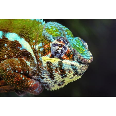 Design Pics DPI2331390 Male Panther Chameleon, Furcifer Pardalis - British Columbia Canada Poster Print, 18 x 12