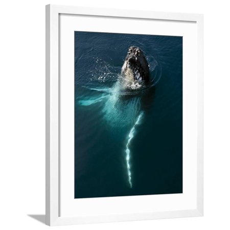 Humpback Whale Plays Alongside Sy Adele" in the Gerlache Strait, Antarctica, January 2007" Framed Print Wall Art By Rick Tomlinson