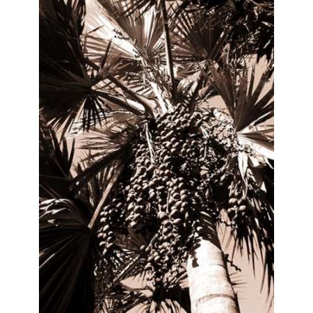 Date Palm Mauritius Canvas Art - Cyril Blue (24 x 30)