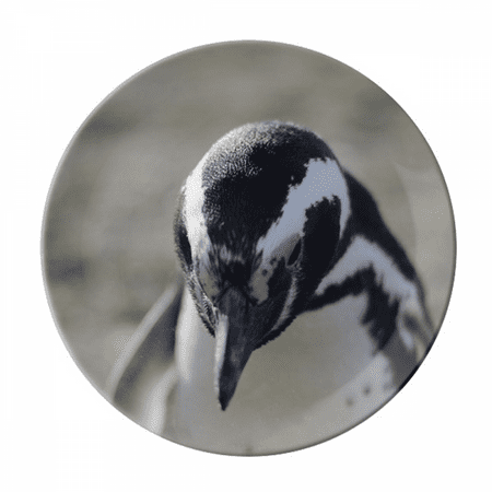 Cute Penguins Science Nature Picture Plate Decorative Porcelain Salver Tableware Dinner Dish
Cute Penguins Science Nature Picture Plate Decorative Porcelain Salver Tableware Dinner Dish