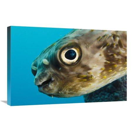 20 x 30 in. Long-Spine Porcupinefish in Stove Pipe Sponge, Bonaire, Netherlands Antilles, Caribbean Art Print - Pete Oxford