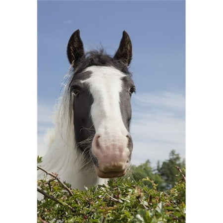 Posterazzi DPI1858727 Clydesdale Horse Portrait Poster Print, 12 x 19