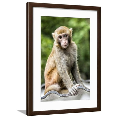 China 10MKm2 Collection - Monkey Portrait Framed Print Wall Art By Philippe Hugonnard