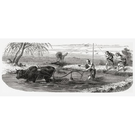 Worker Using A Water Buffalo For The Cultivation Of Rice In Japan In The 19Th Century From El Mundo En La Mano Published 1875 Stretched Canvas - Ken Welsh Design Pics (22 x 9)