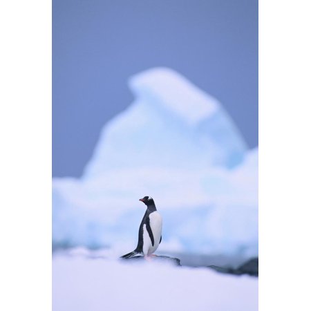 Gentoo Penguin Print Wall Art By DLILLC