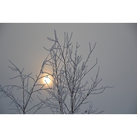 canvas print fine snow sun sunrise tree it's a nasty day dim stretched canvas 10 x 14
