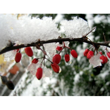 canvas print thorns nature cold winter bush frozen ice snow stretched canvas 10 x 14