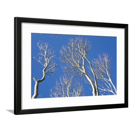Snow Covered Trees, South Gloucestershire, England, UK Framed Print Wall Art By Peter Adams