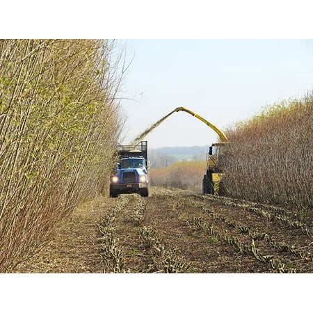 Grow Willow for Biofuel Biomass - Fresh Cuttings to Plant - Easy and Very Fast Growing Hybrid Willow (20 Cuttings)
Grow Willow for Biofuel Biomass - Fresh Cuttings to Plant - Easy and Very Fast Growing Hybrid Willow (20 Cuttings)