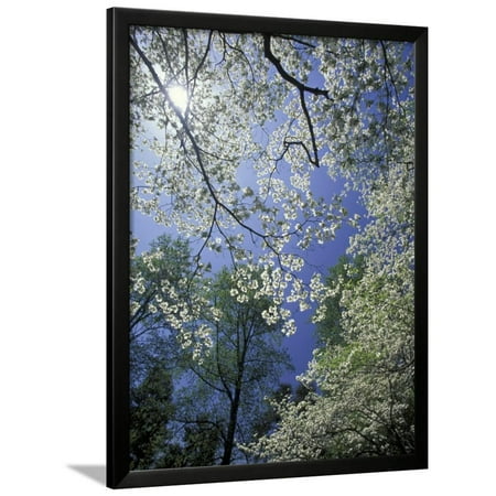 White Flowering Dogwood Trees in Bloom, Kentucky, USA Framed Print Wall Art By Adam Jones