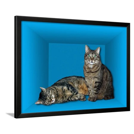 Schrodinger's Cat, Artwork Framed Print Wall Art By Victor De Schwanberg