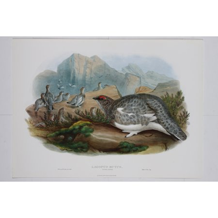 Ariel Press Lagopus Mutus Premium Art Print by John Gould