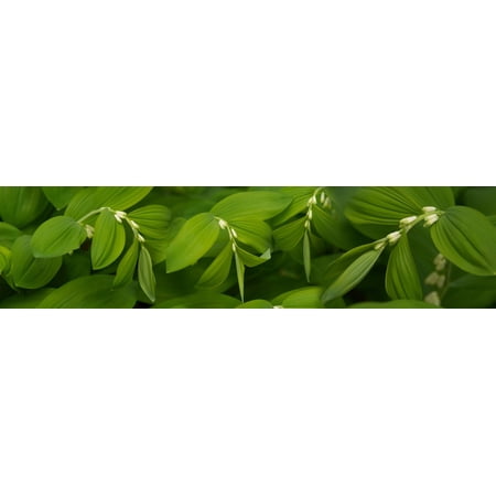 Close-up of a plant Stretched Canvas - Panoramic Images (36 x 12)