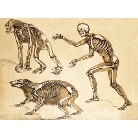 Skeletons of Man Ape Bear 1860 Rolled Canvas Art - Science Source (36 x 24)