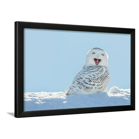Snowy Owl Yawning, Which Makes it Look like it's Laughing. Copy Space to Left. Framed Print Wall Art By James Pintar